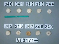 藏品(芋螺貝)的圖片